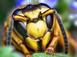 Bees Have 5 Eyes, But Can’t See Red