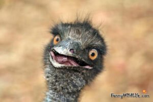 Emus Poke People And Run Away As If It's A Game