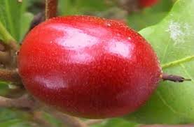 Miracle Berry Fruit Makes Sour Food Taste Sweet