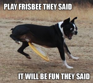 The Inventor Of The Frisbee Was Cremated And Turned Into A Frisbee