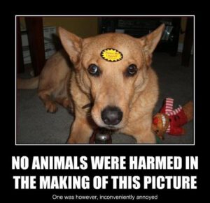 No Animals Were Harmed Doesn't Really Mean What It Implies