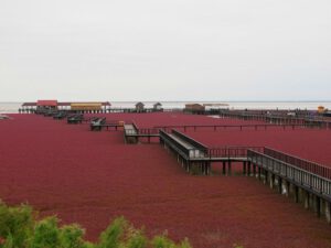 There's an Incredible Red Beach in Panjin, China