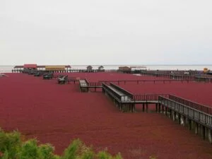 There's an Incredible Red Beach in Panjin, China