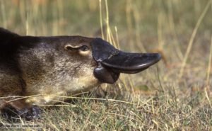The Platypus Has No Stomach