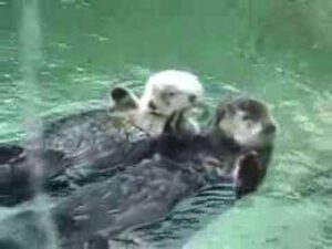 Sea Otters Sleep Holding Hands