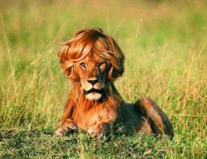 Lions Lose Their Manes When Neutered