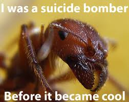 Malaysian Exploding Ant - Suicidal Self Defence