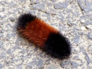 Woolly Bear Caterpillar Freezes Solid