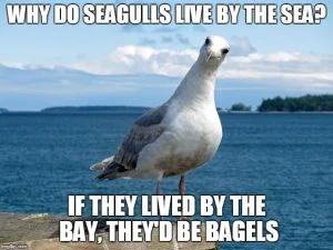 Why there are no seagulls in Hawaii