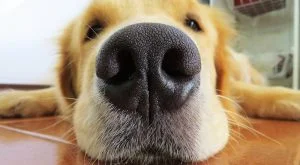 Dogs can smell between 10,000 and 100,000 times better than humans